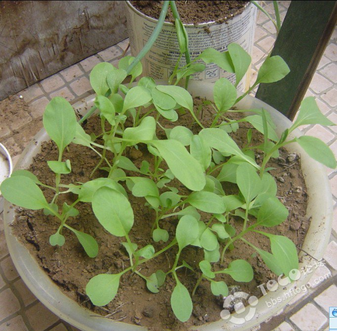 暑假和小宝一起种的小青菜和黄瓜苗.