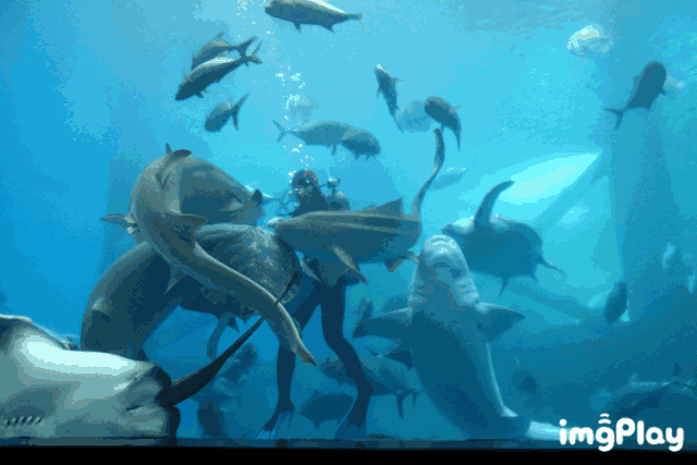 壁纸 海底 海底世界 海洋馆 水族馆 桌面 640_427 gif 动态图 动图