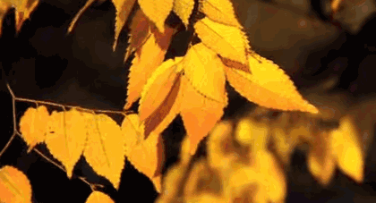 初秋的巢湖,路边的叶子被悄悄染成了黄色,让人怦然心动