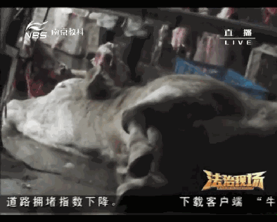 安徽注水牛屠宰点被查!12小时注水120斤:牛流泪下跪,老板笑称不痛苦!